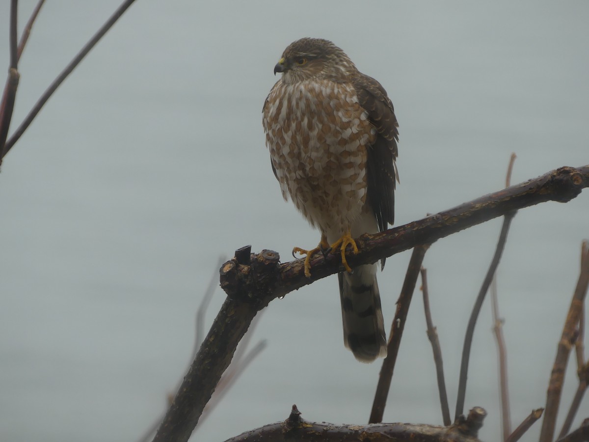 Sharp-shinned Hawk - Gus van Vliet