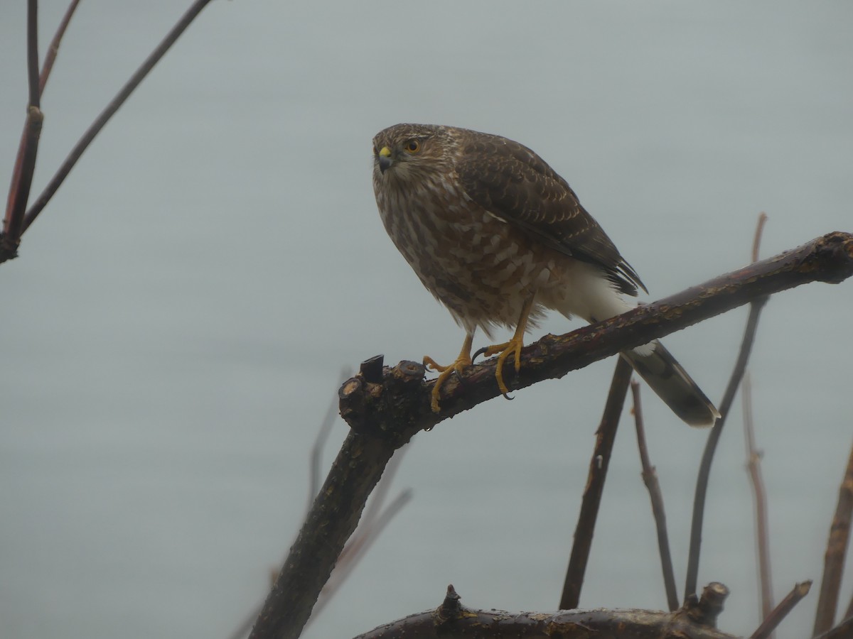 Sharp-shinned Hawk - Gus van Vliet