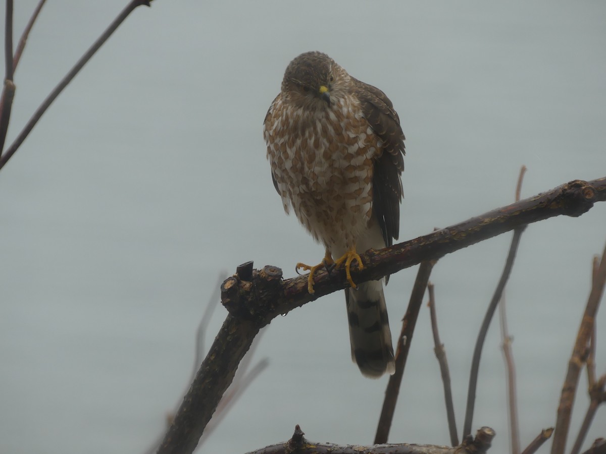 Sharp-shinned Hawk - Gus van Vliet