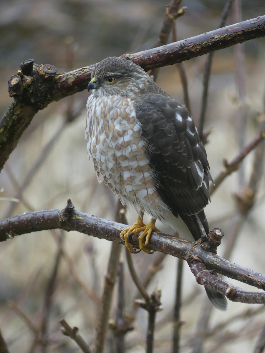 Sharp-shinned Hawk - Gus van Vliet