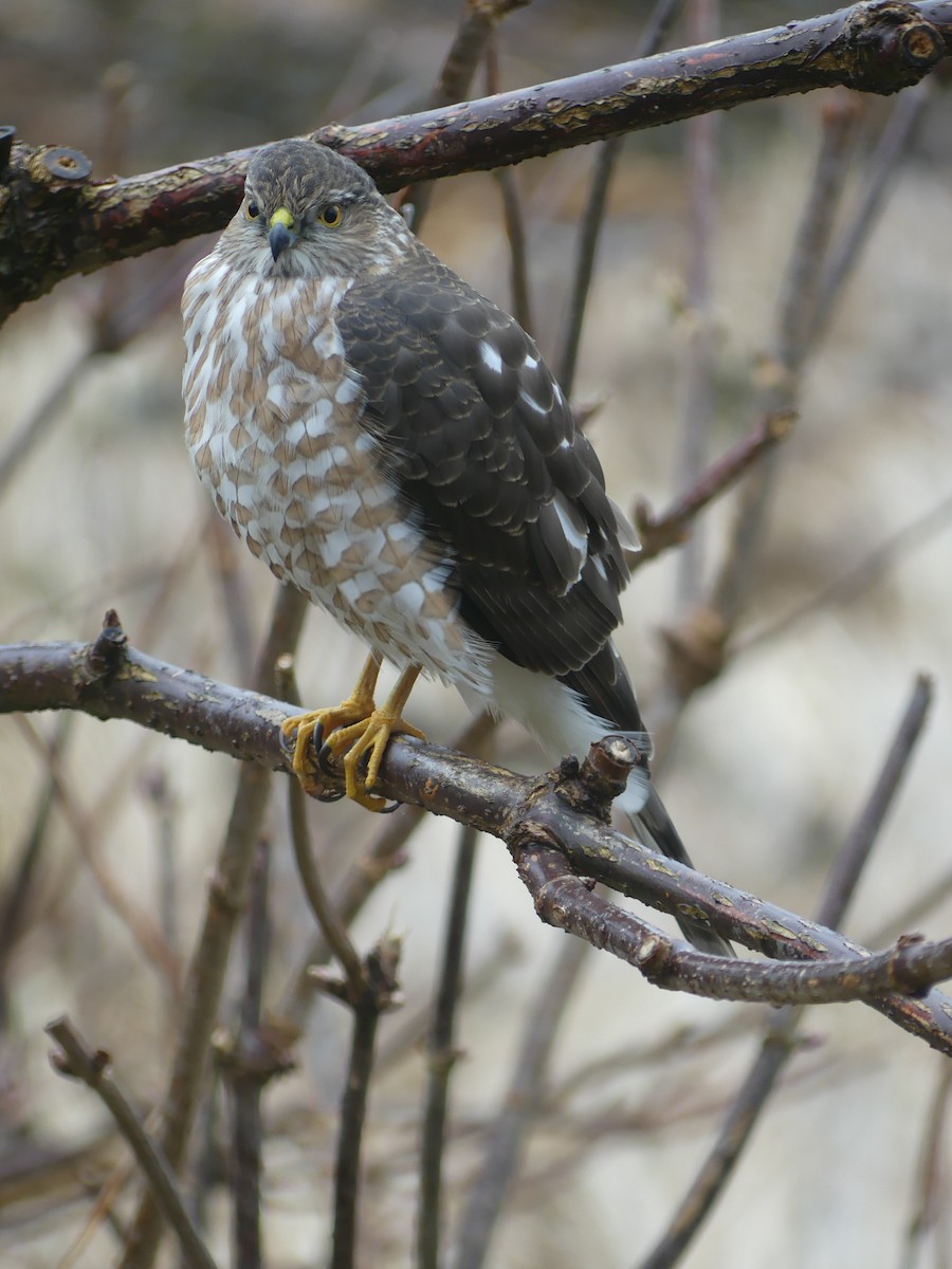 Sharp-shinned Hawk - ML615799292