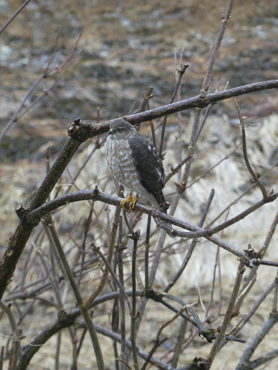 Sharp-shinned Hawk - Gus van Vliet