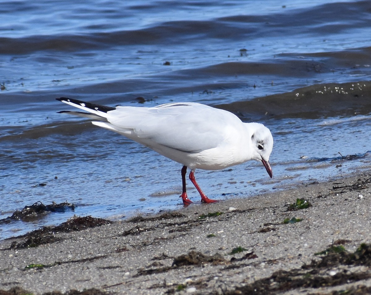 Black-headed Gull - ML615799371