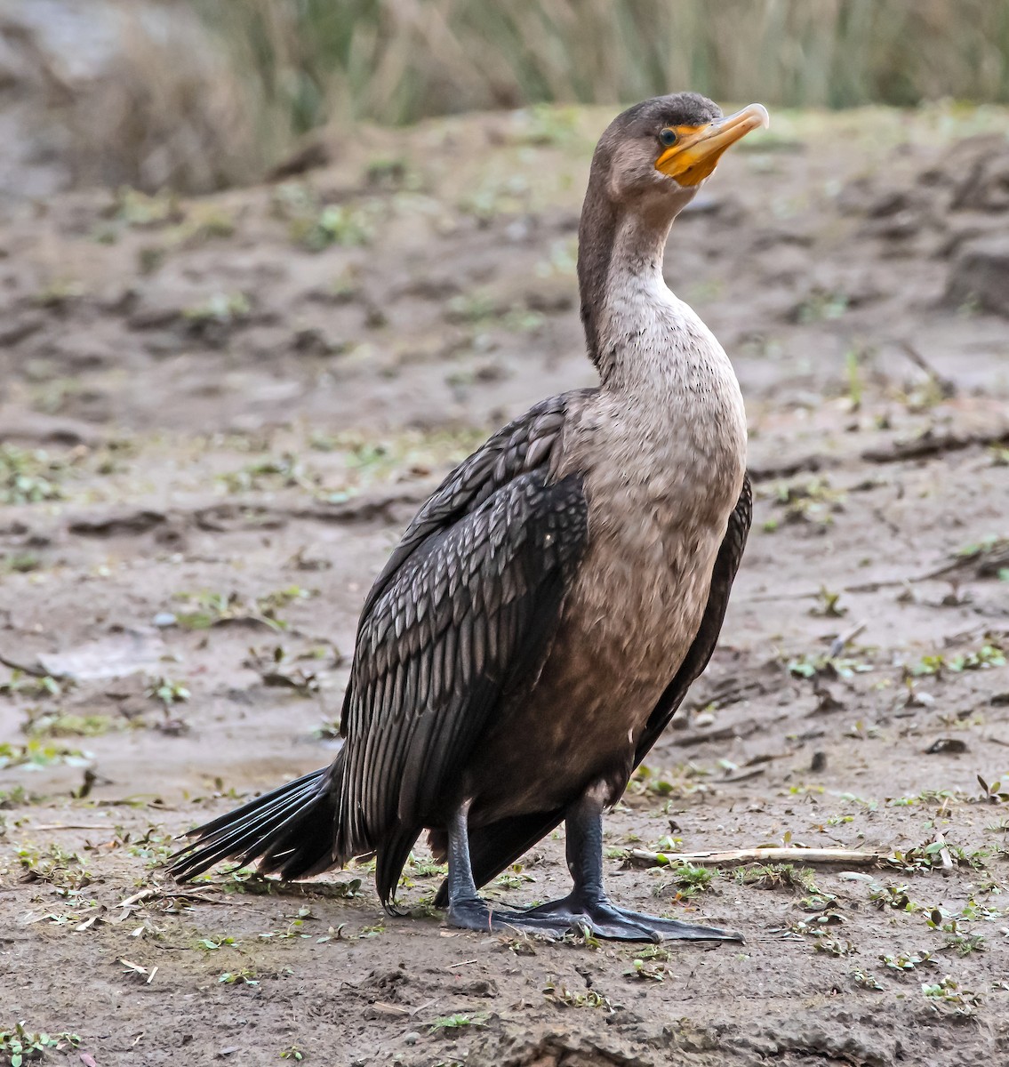 Cormoran à aigrettes - ML615799384