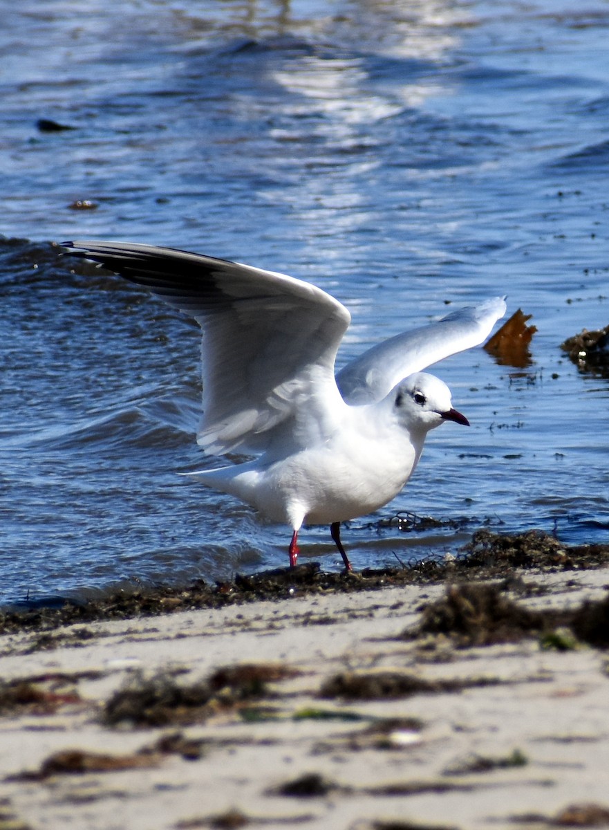 Mouette rieuse - ML615799394