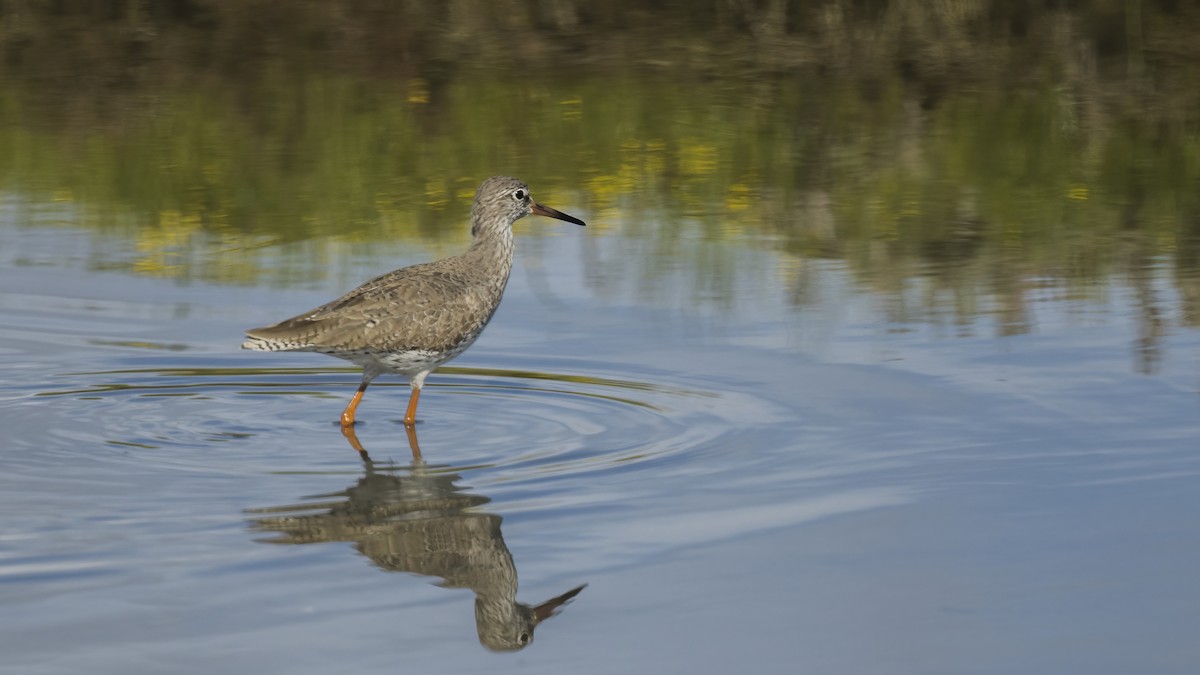 Common Redshank - ML615799423