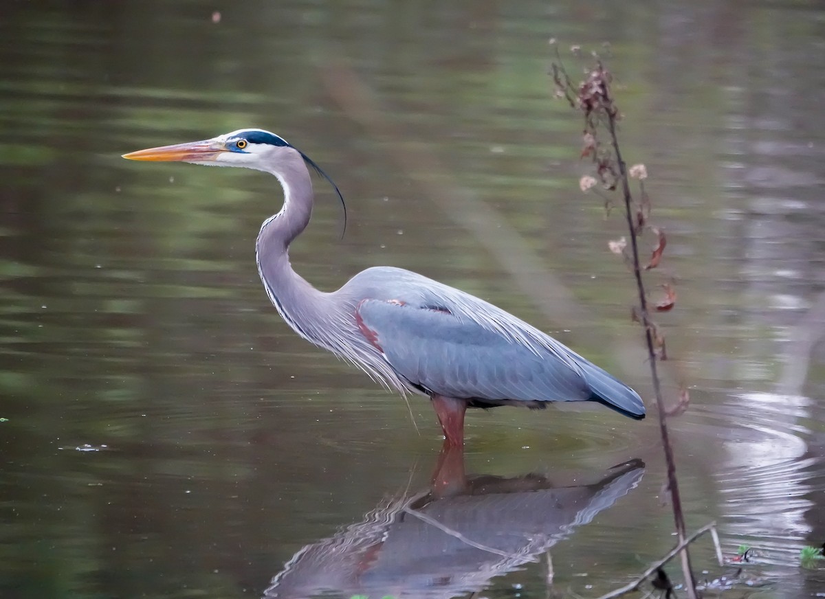 Garza Azulada - ML615799591