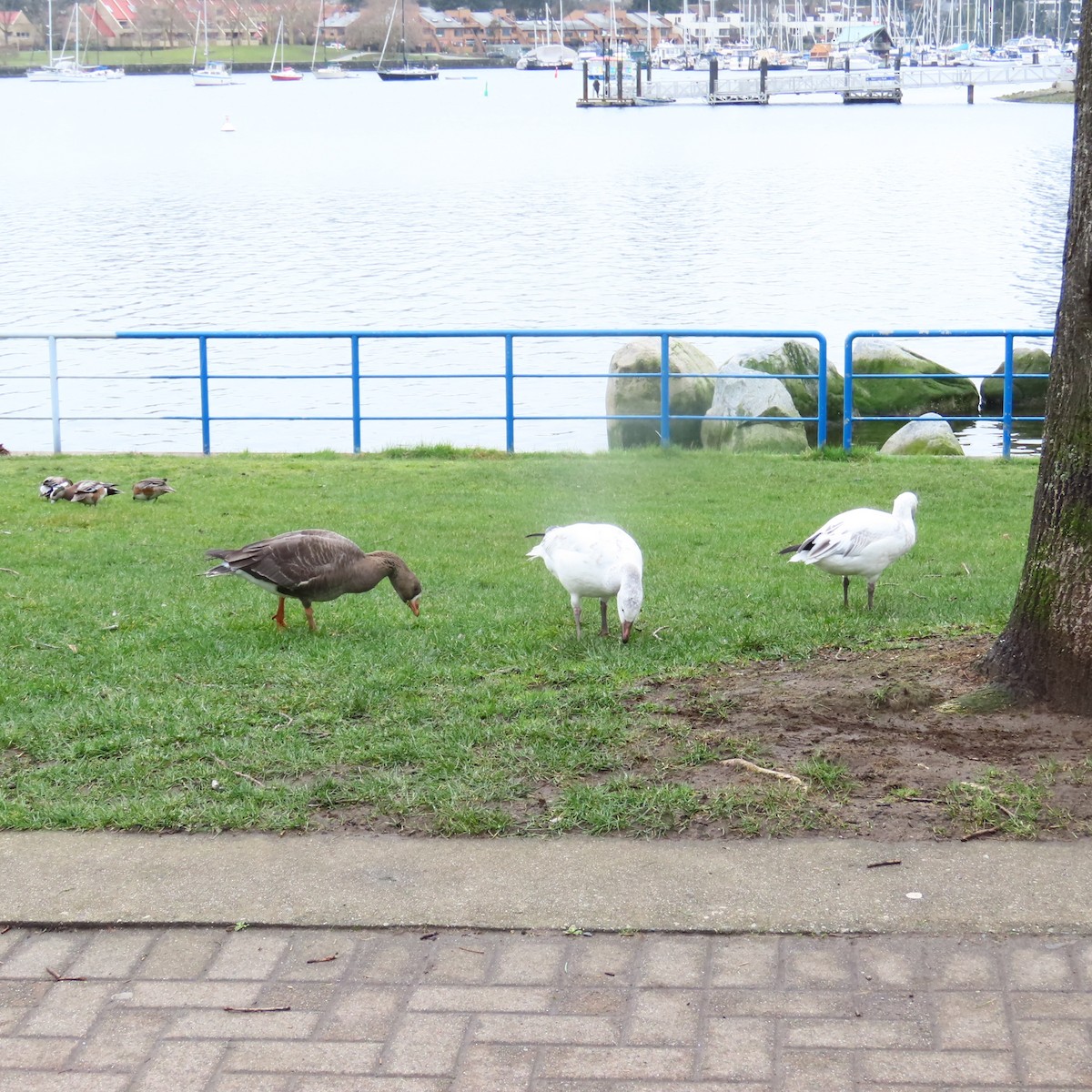 Greater White-fronted Goose - ML615799596