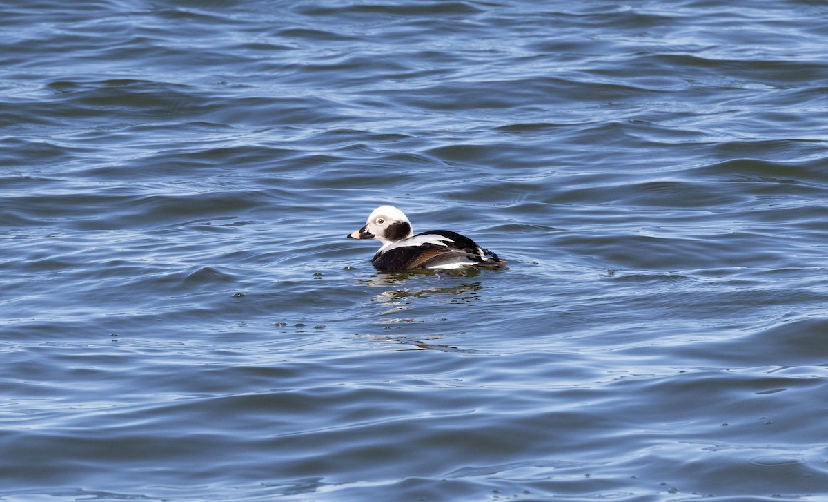 Long-tailed Duck - ML615799650