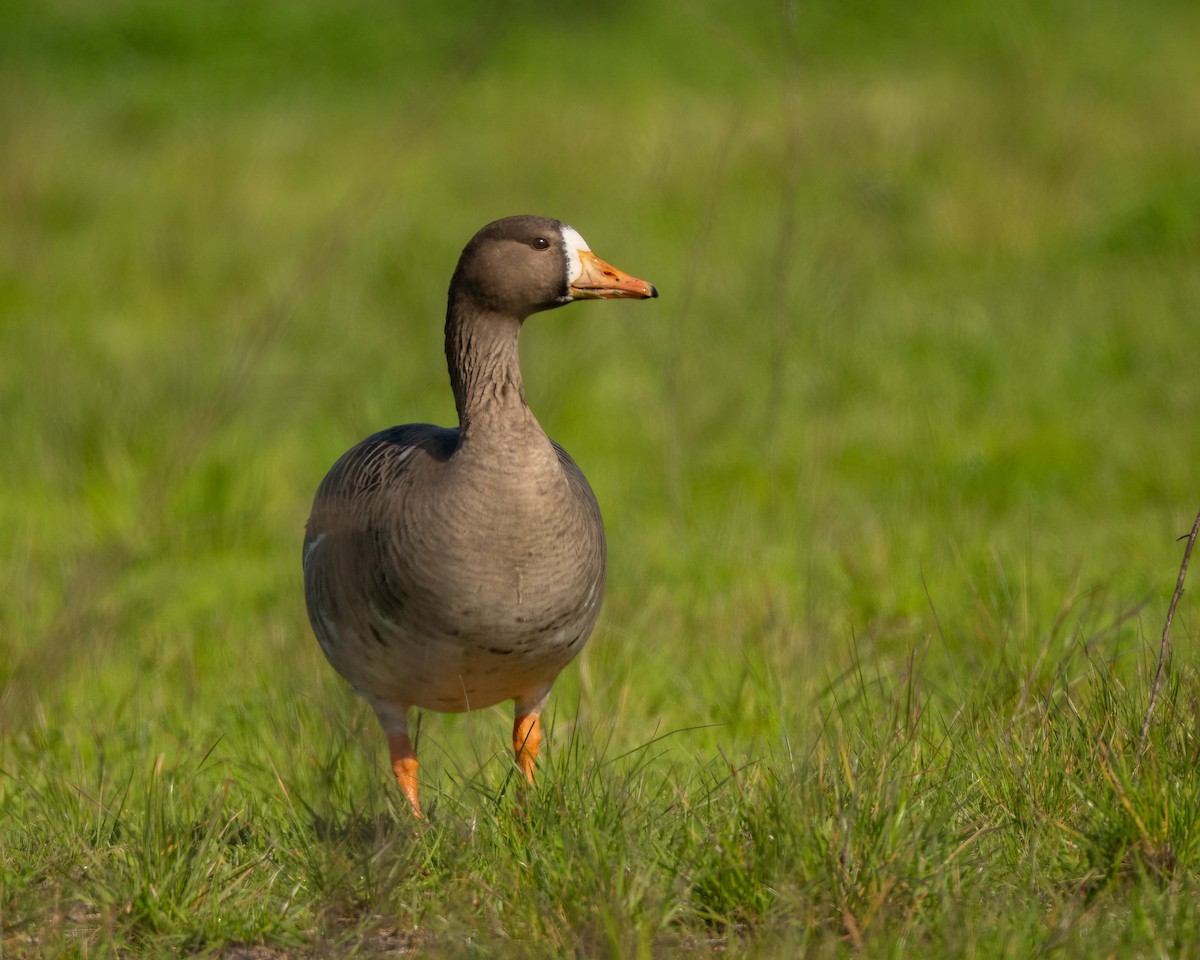 Greater White-fronted Goose - ML615799706