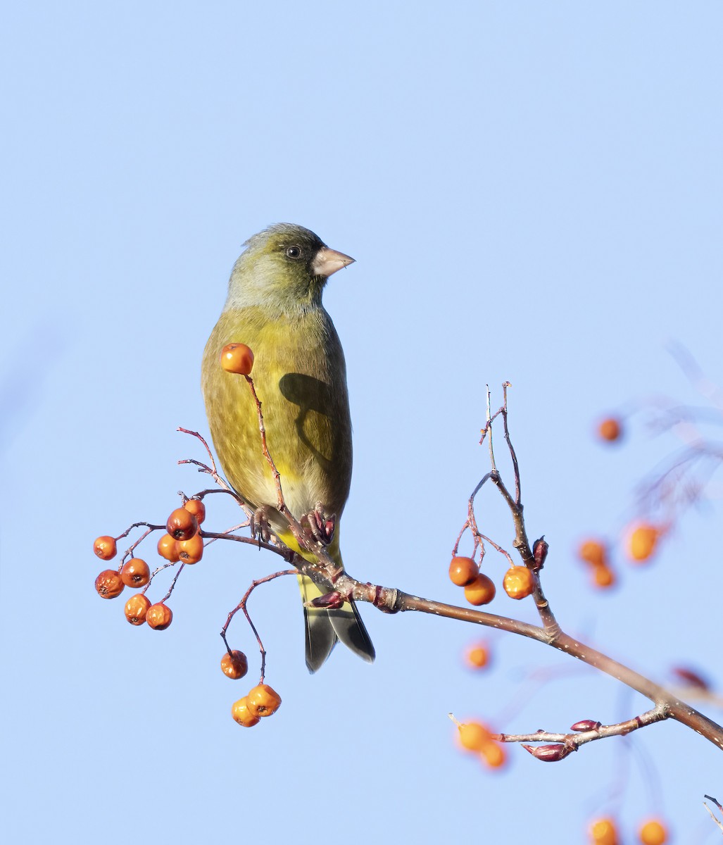 Oriental Greenfinch - ML615799734