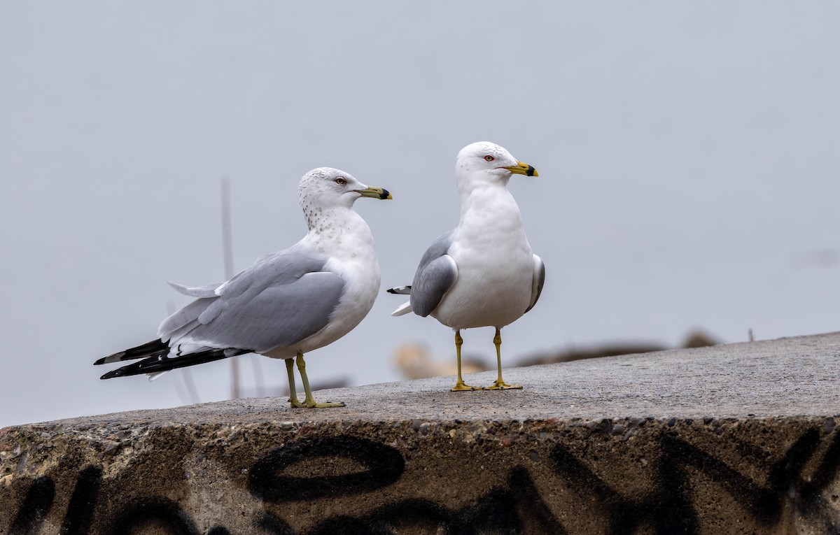 Ring-billed Gull - ML615799756