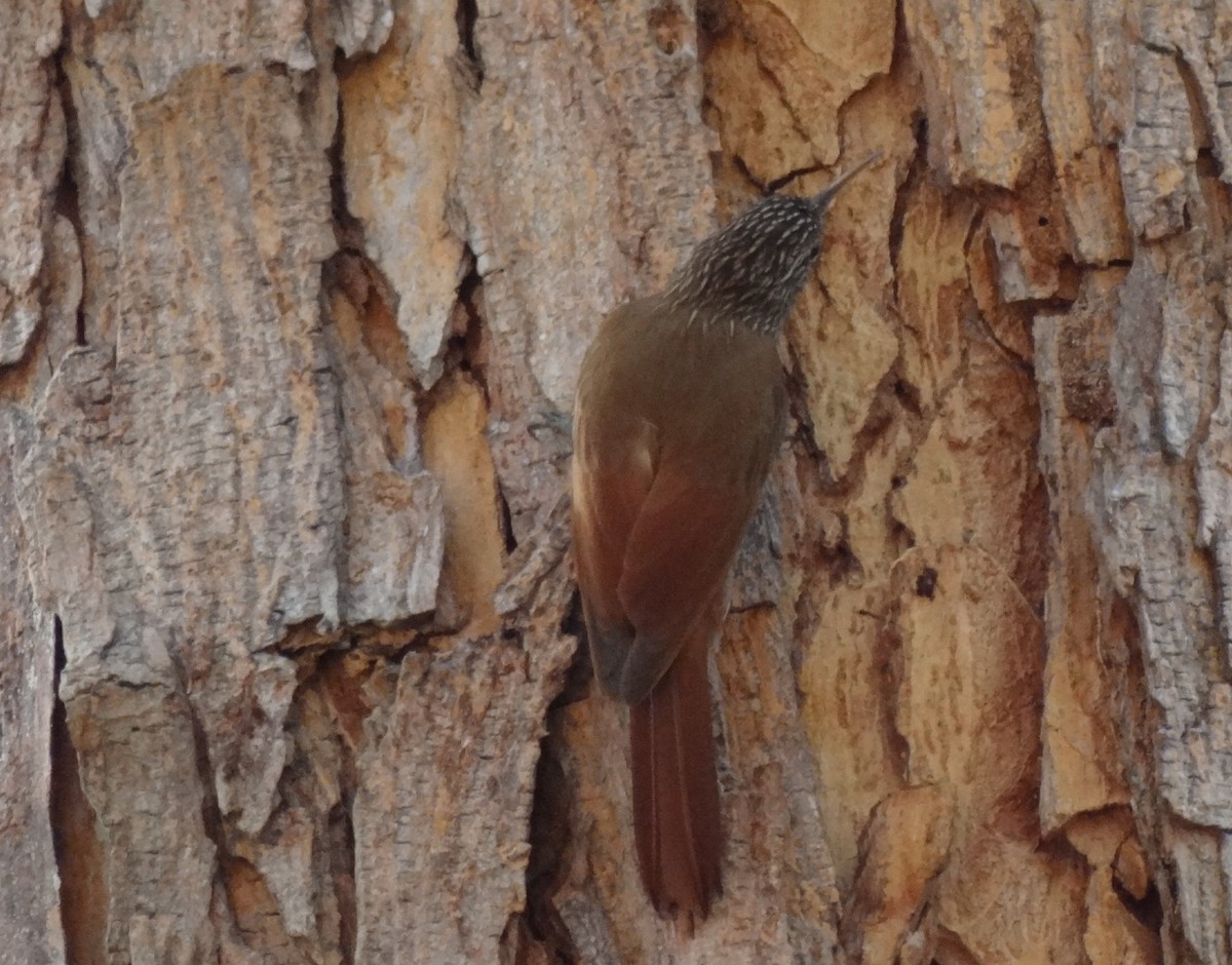 Streak-headed Woodcreeper - ML615799806