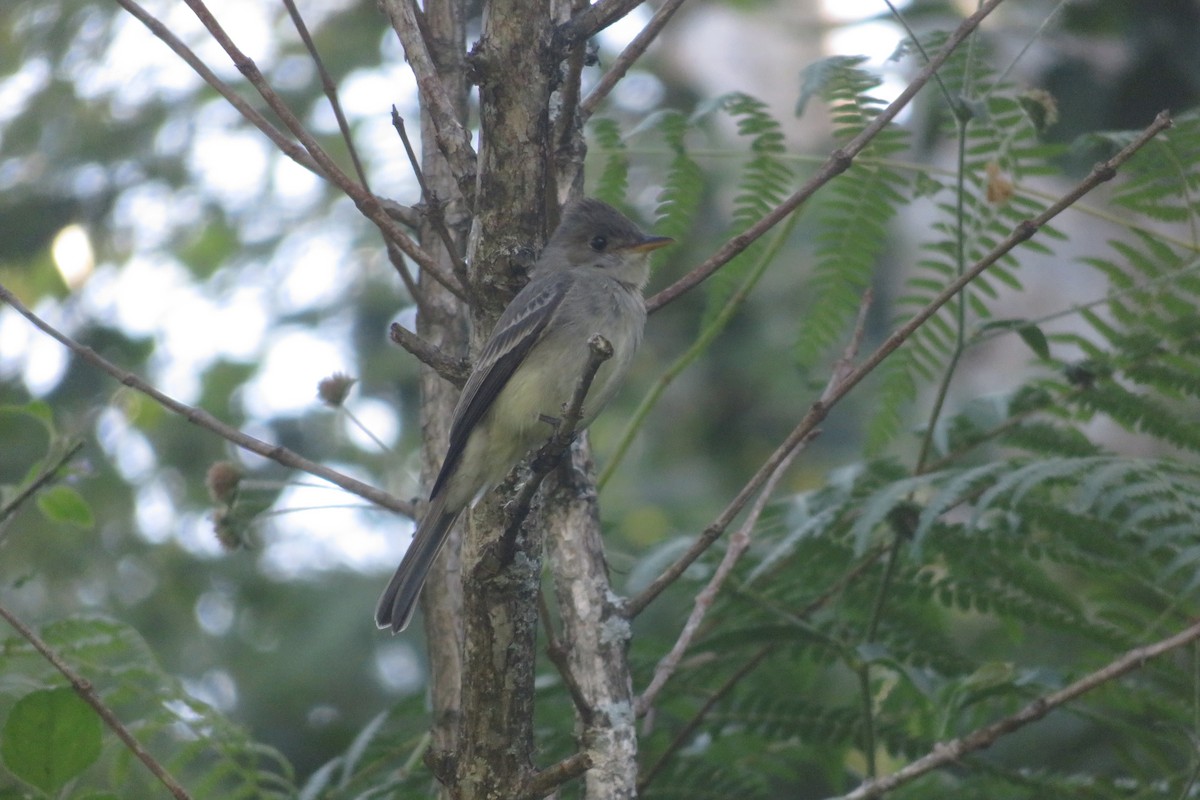 Northern Tropical Pewee - Guillaume Normand