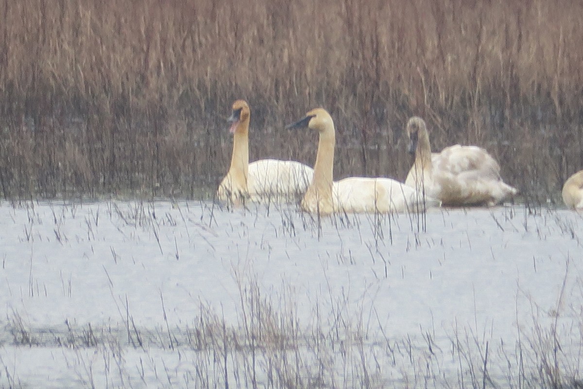 Trumpeter Swan - ML615799839