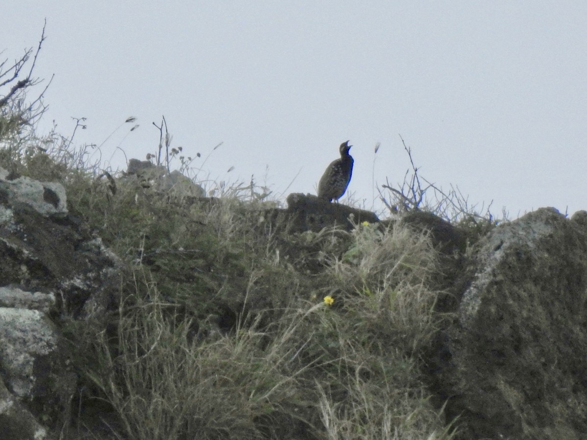 Black Francolin (Eastern) - ML615799874