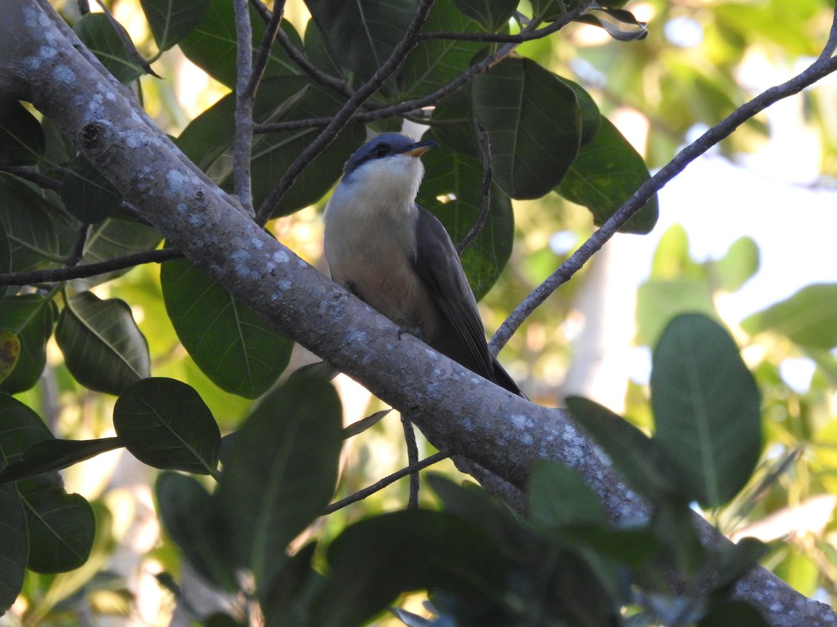 Mangrove Cuckoo - ML615799893