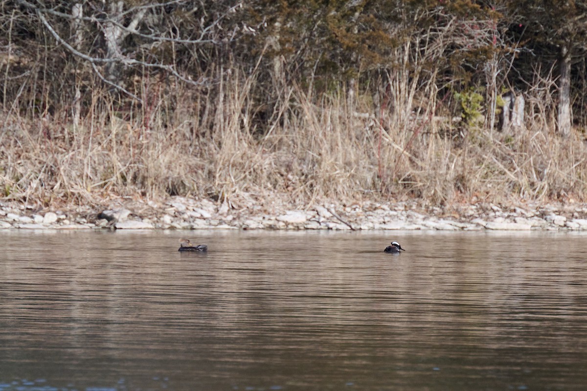 Hooded Merganser - ML615799905