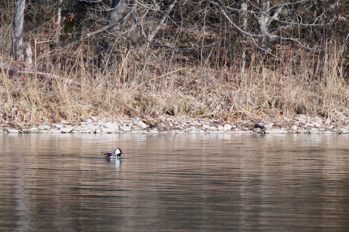 Hooded Merganser - Glenn Henshaw