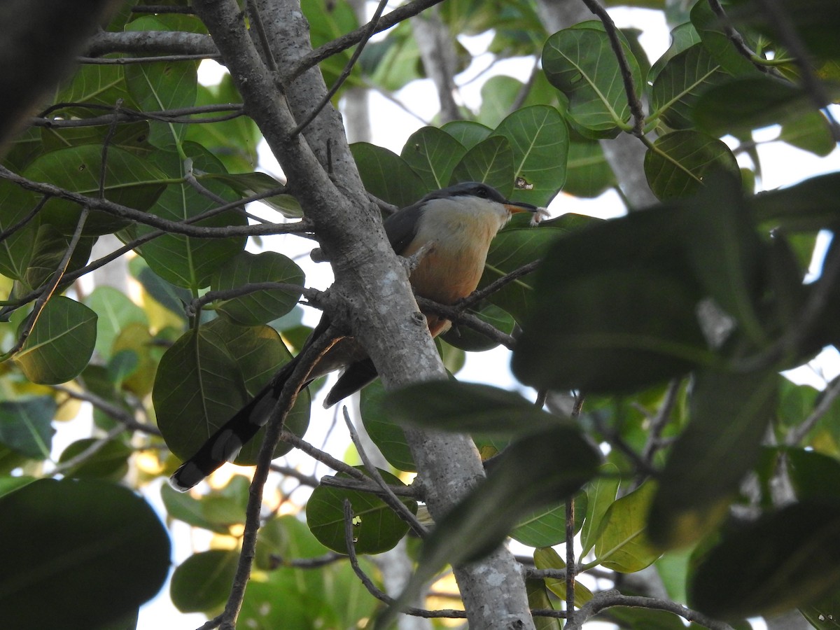 Mangrove Cuckoo - ML615799930