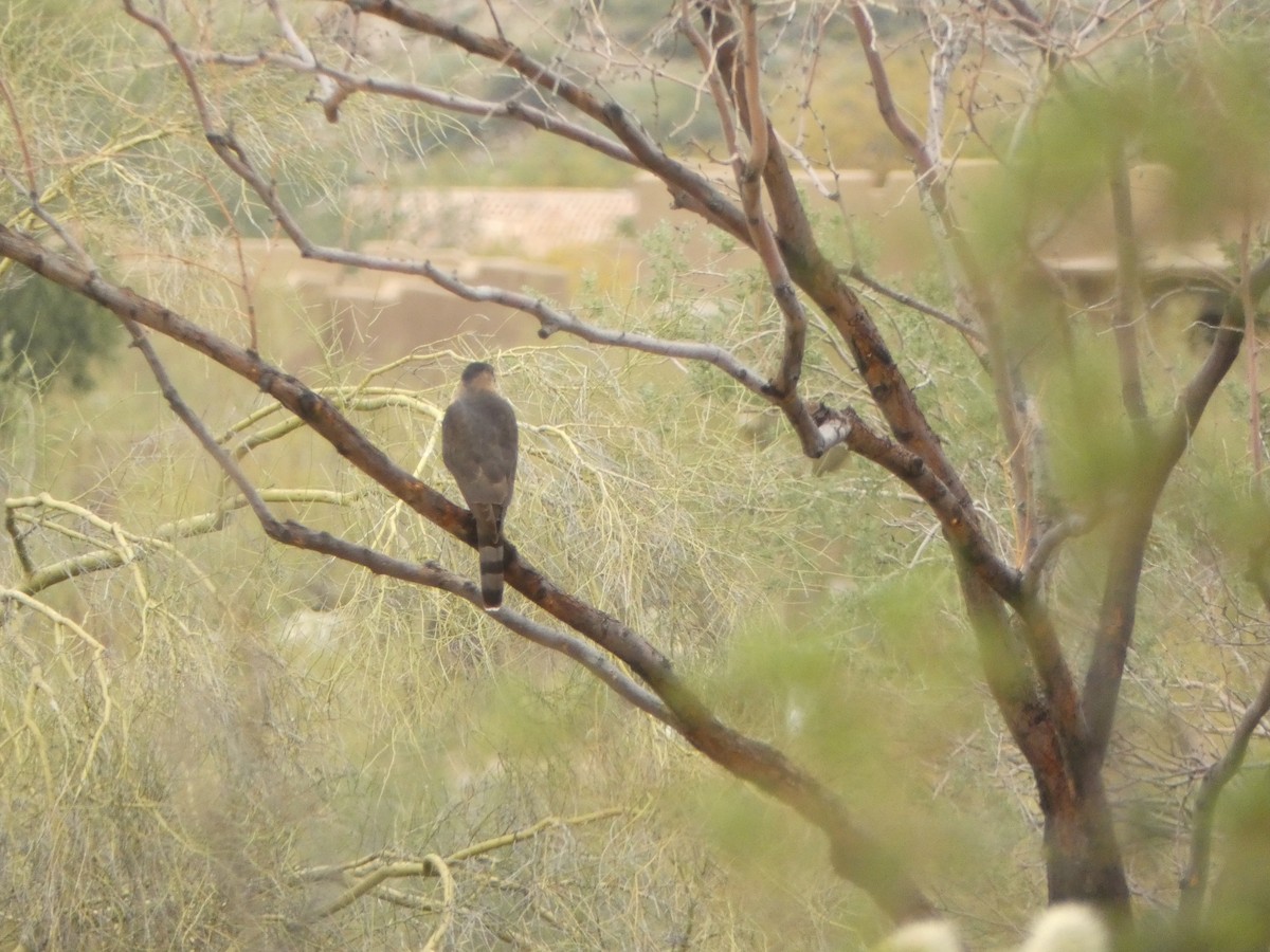 Cooper's Hawk - ML615799935