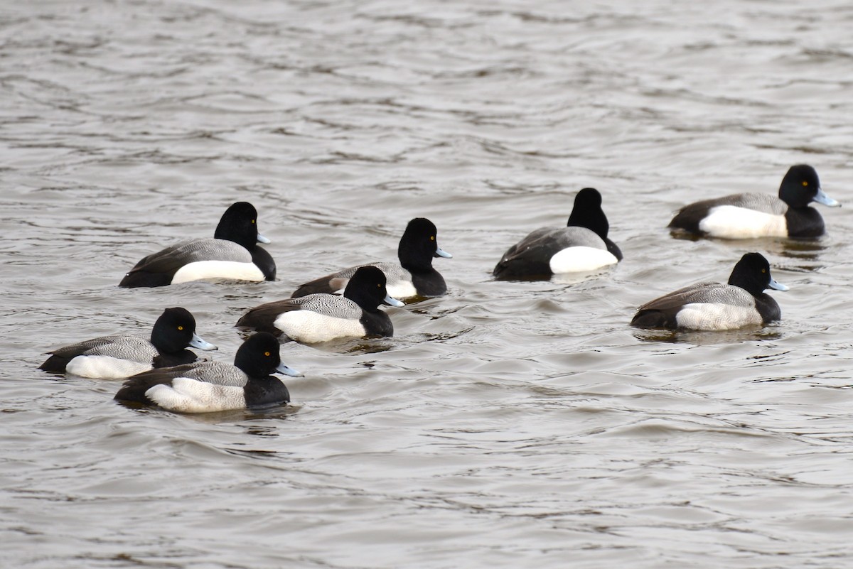 Lesser Scaup - ML615799959