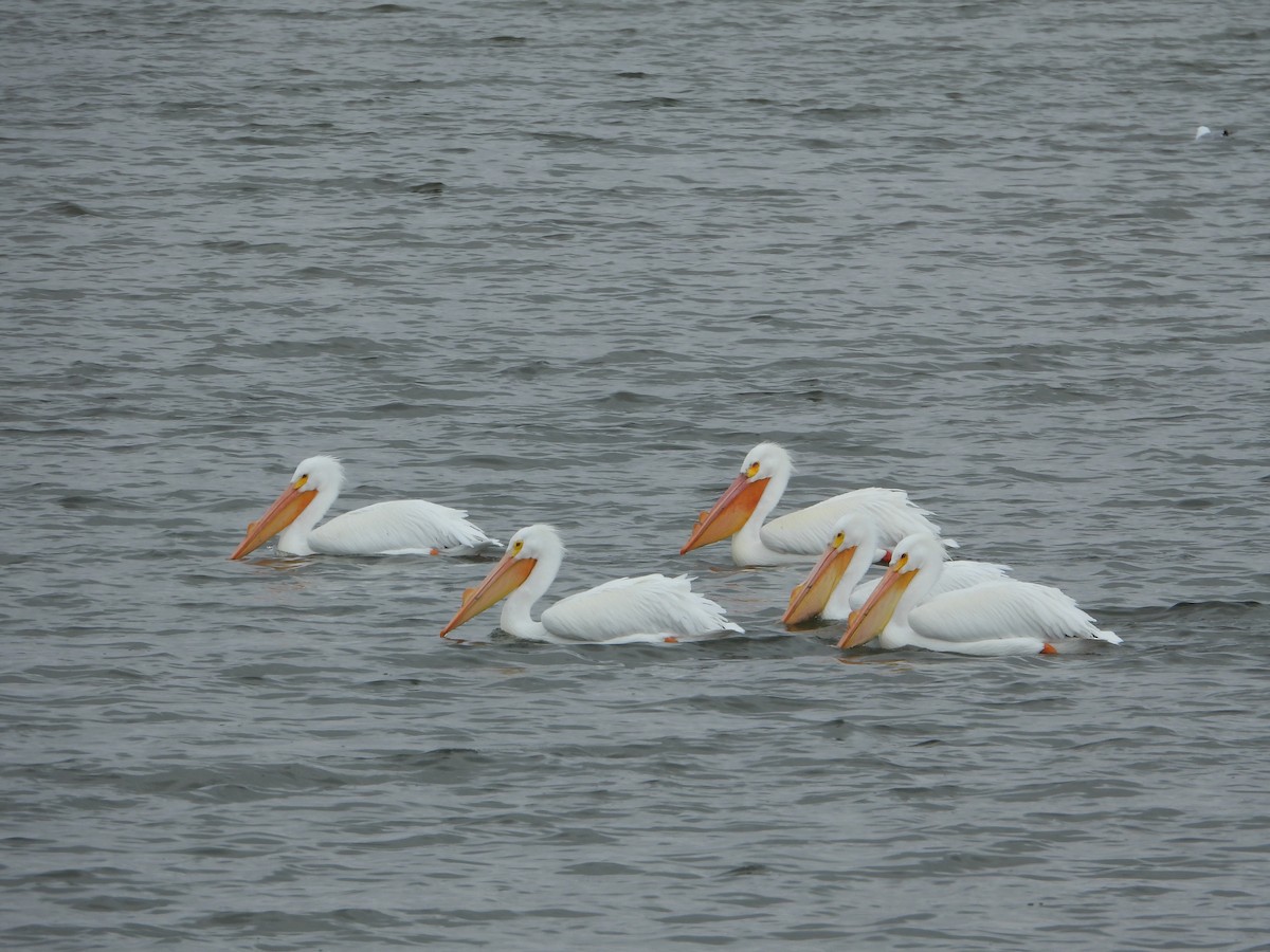 American White Pelican - ML615799966