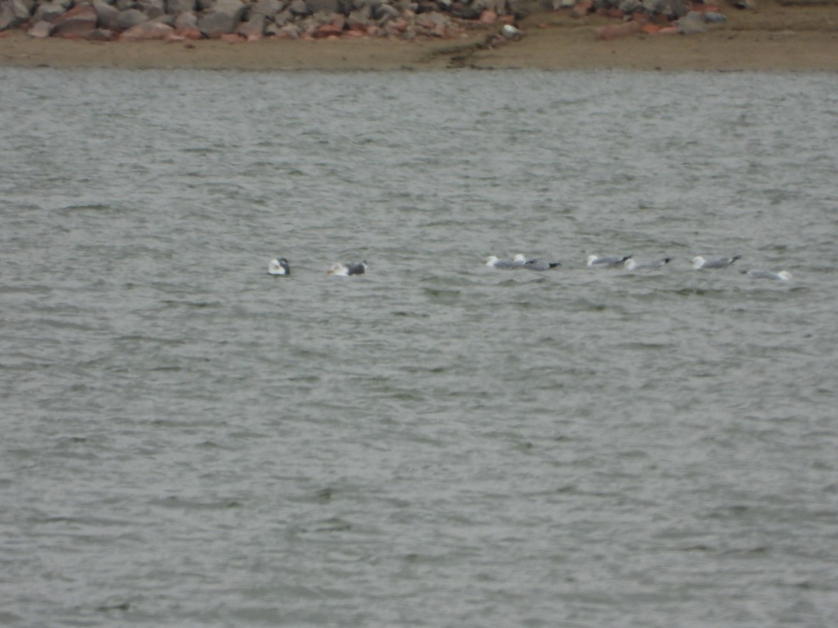 Lesser Black-backed Gull - ML615799972