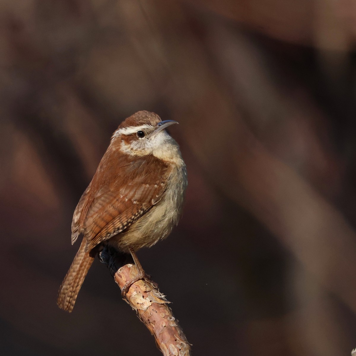 Carolina Wren - ML615799994