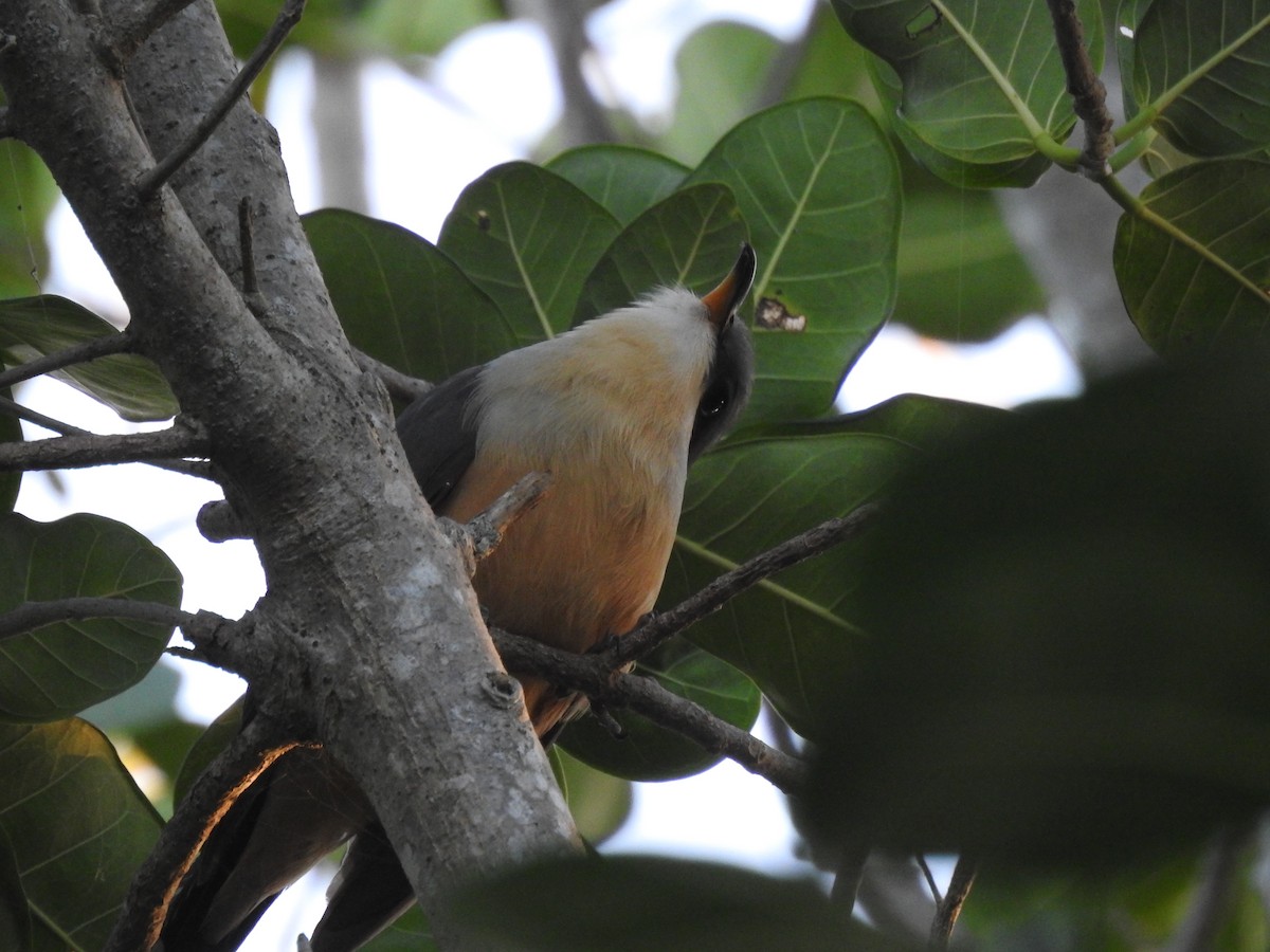 Mangrove Cuckoo - ML615800001