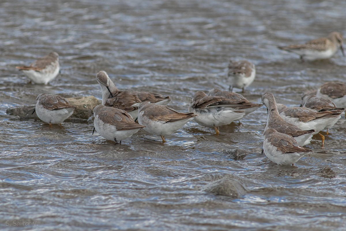 Wilson's Phalarope - ML615800004