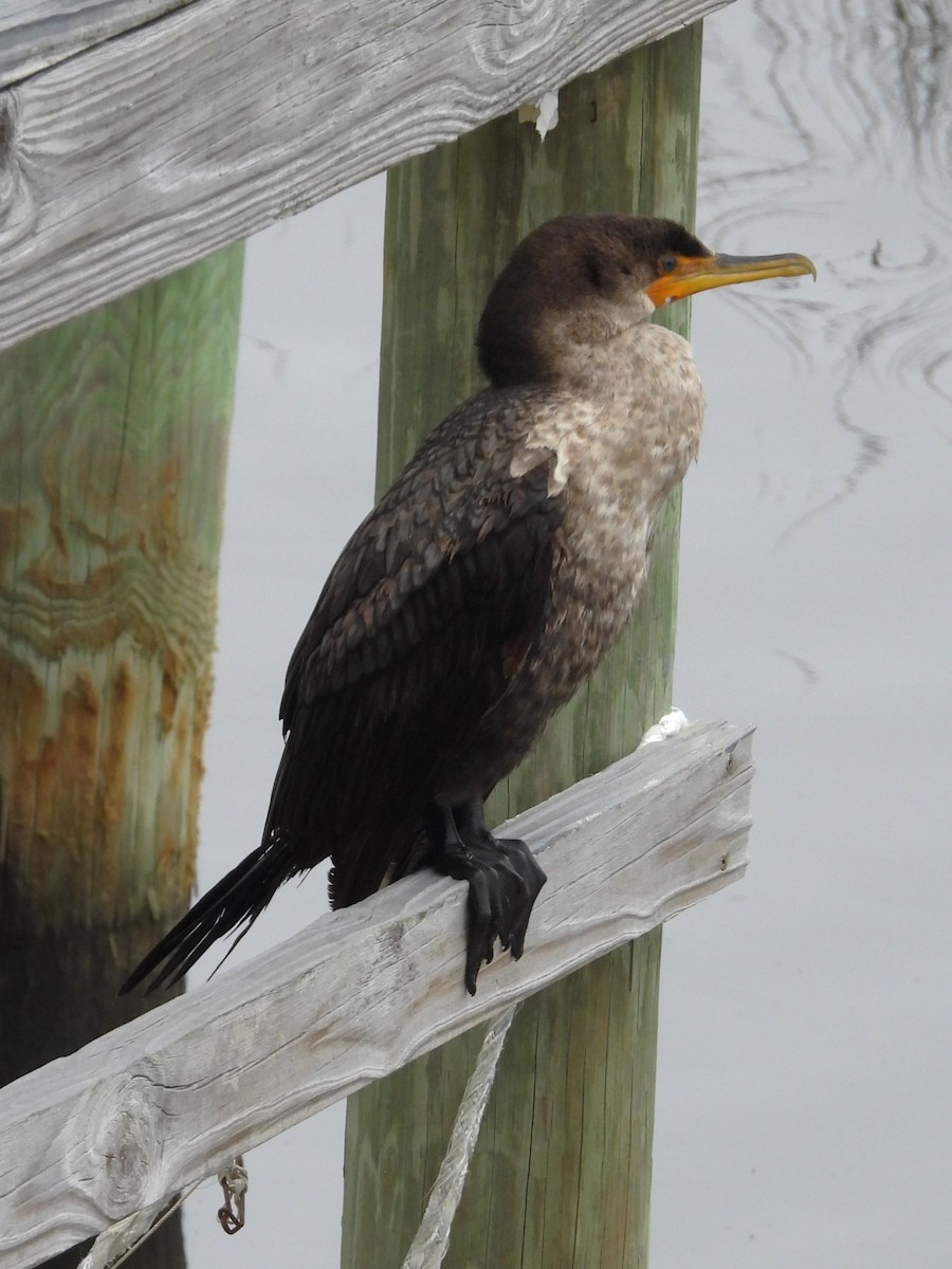 Double-crested Cormorant - colette mactavish