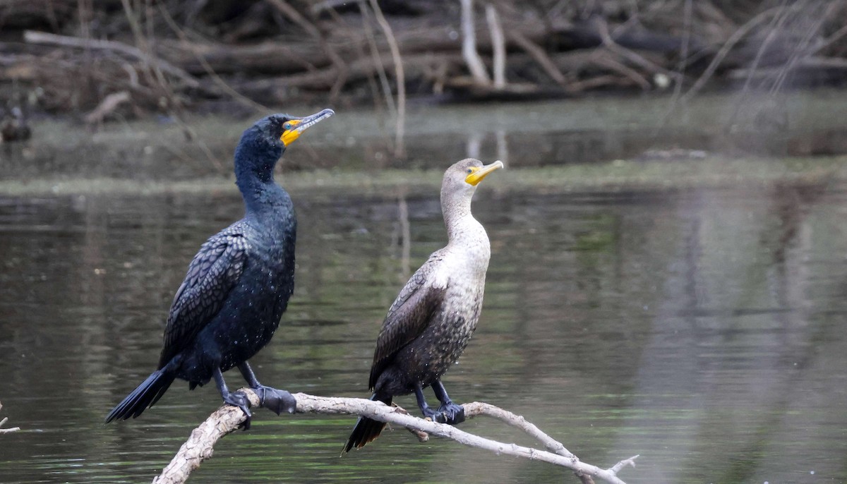 Double-crested Cormorant - ML615800108