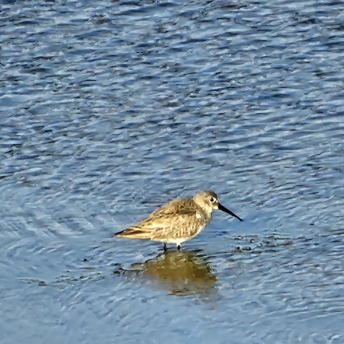 Dunlin - ML615800154