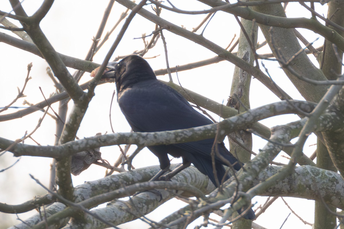 Large-billed Crow (Eastern) - ML615800303