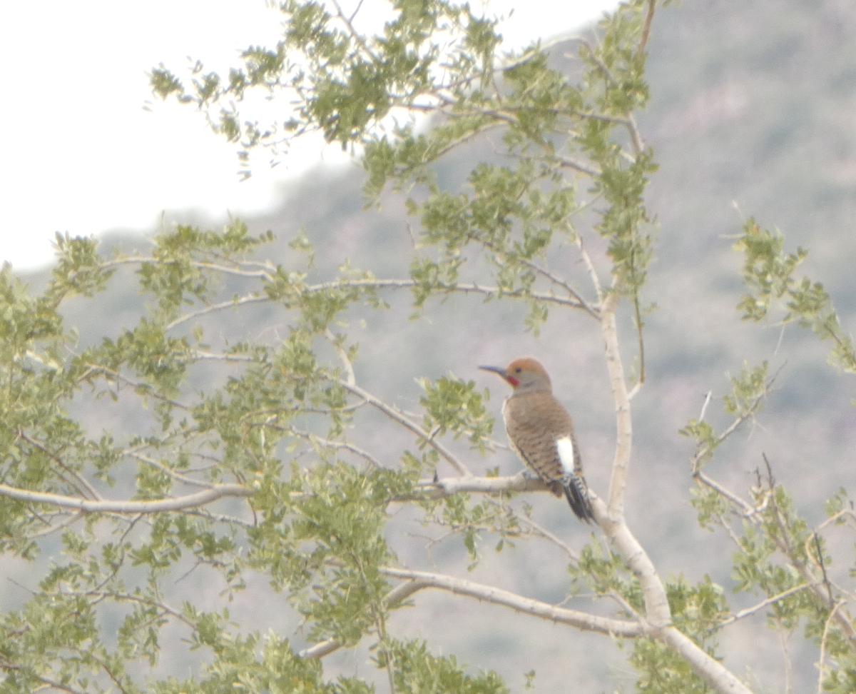 Gilded Flicker - ML615800308