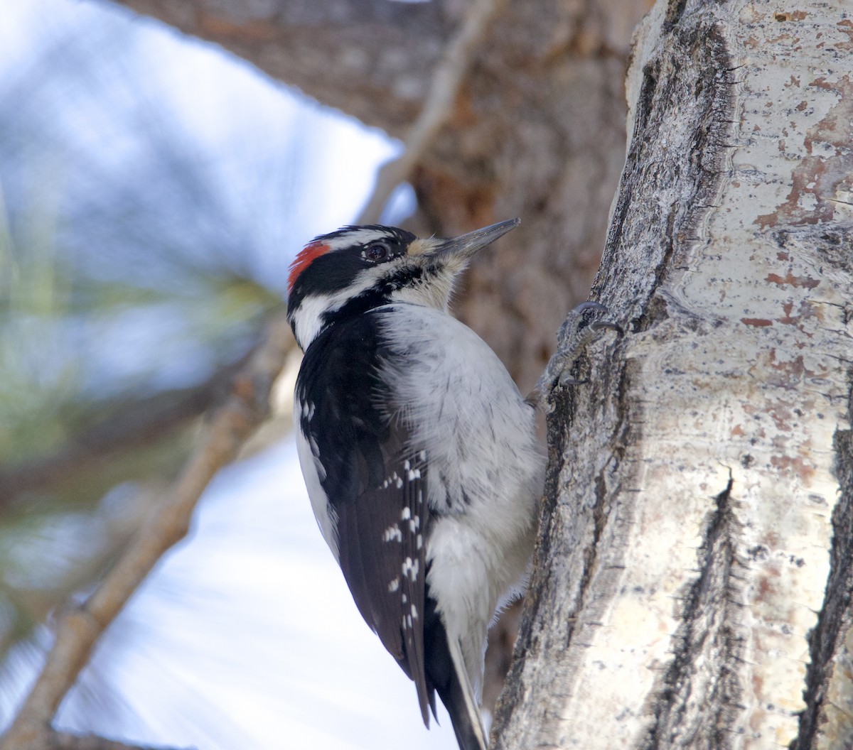 Hairy Woodpecker - ML615800310