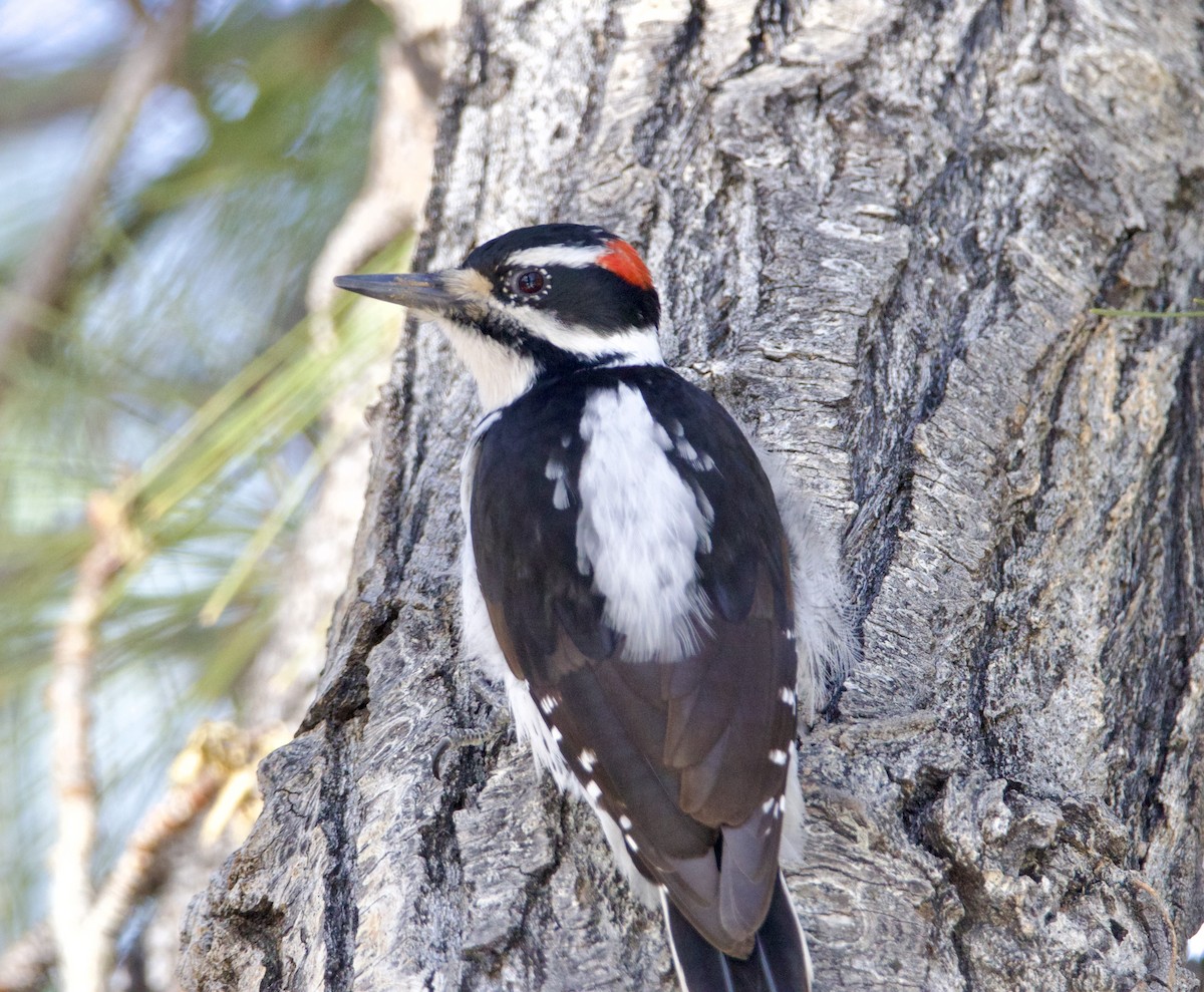 Hairy Woodpecker - ML615800311