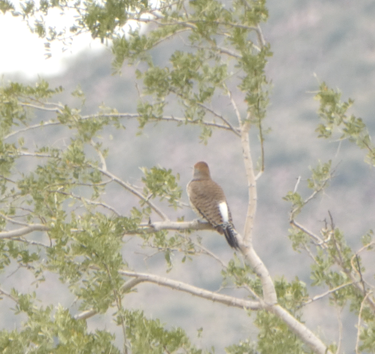 Gilded Flicker - ML615800326