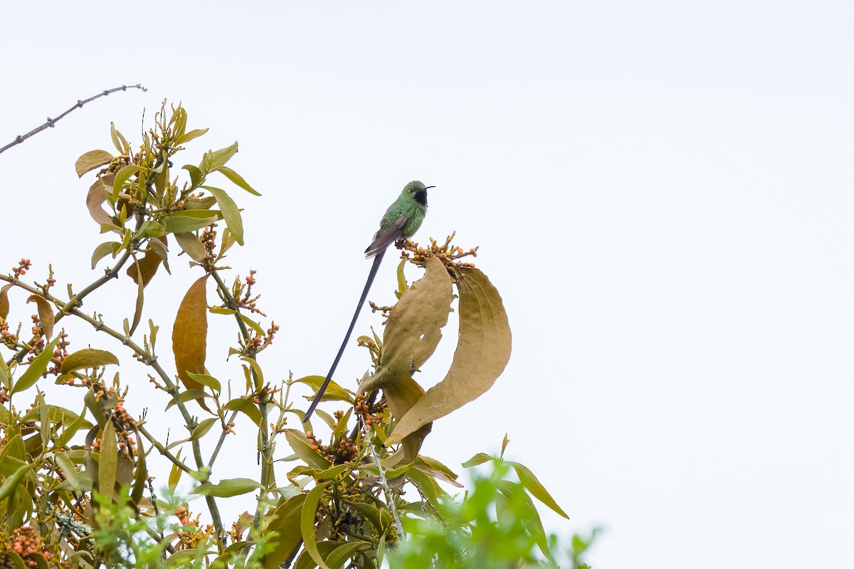 Black-tailed Trainbearer - ML615800330