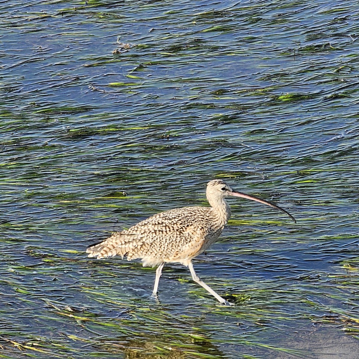Long-billed Curlew - ML615800357