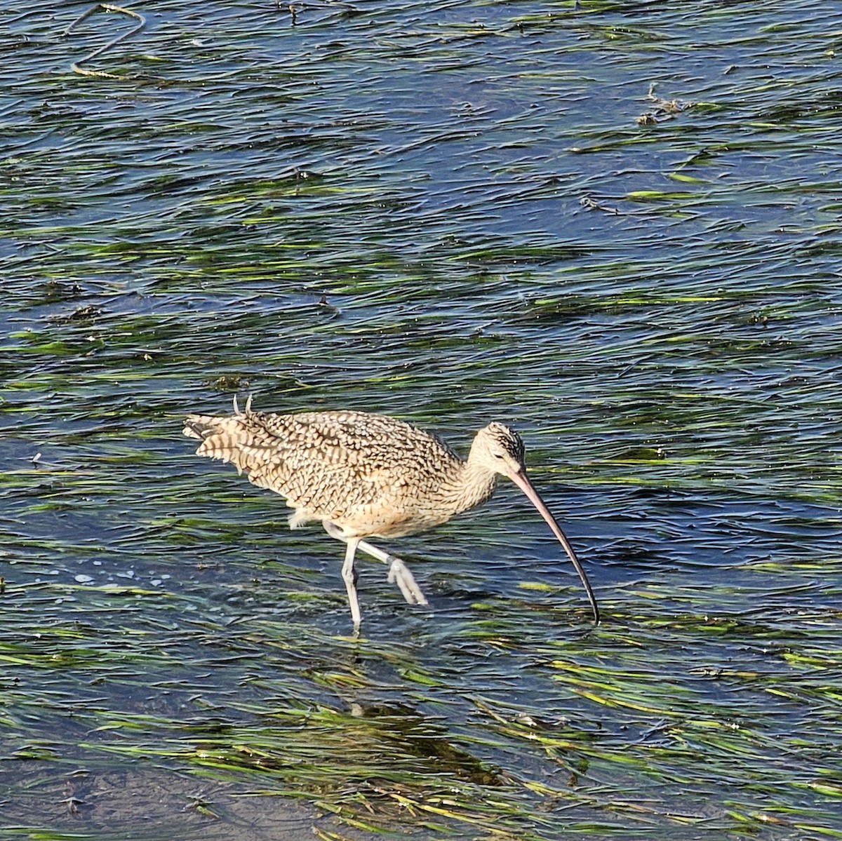 Long-billed Curlew - ML615800358