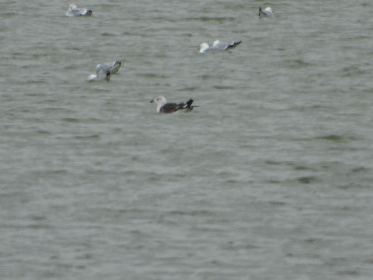 Lesser Black-backed Gull - Jeff Percell