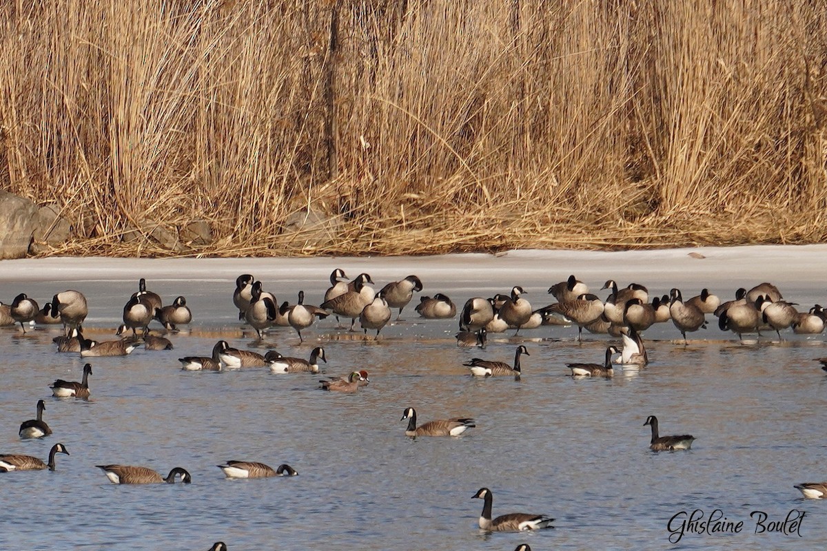 American Wigeon - Réal Boulet 🦆