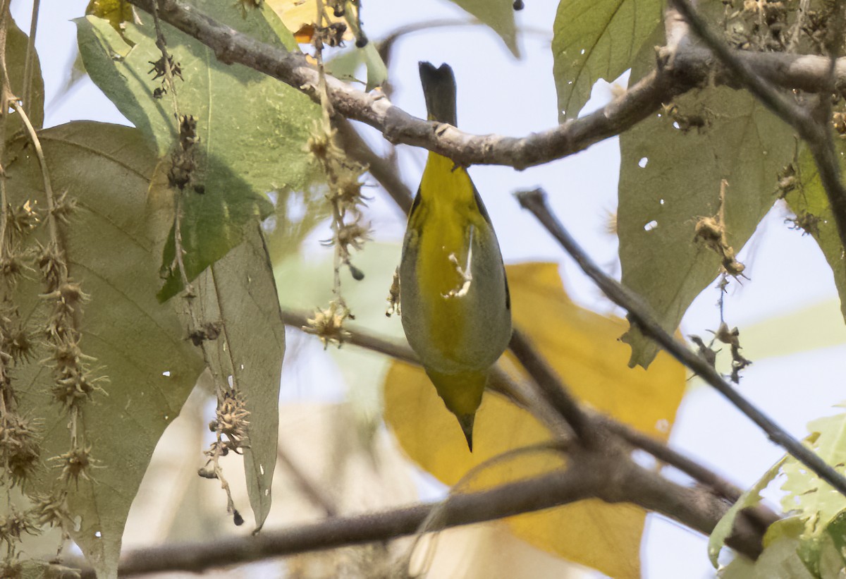 Hume's White-eye - ML615800413