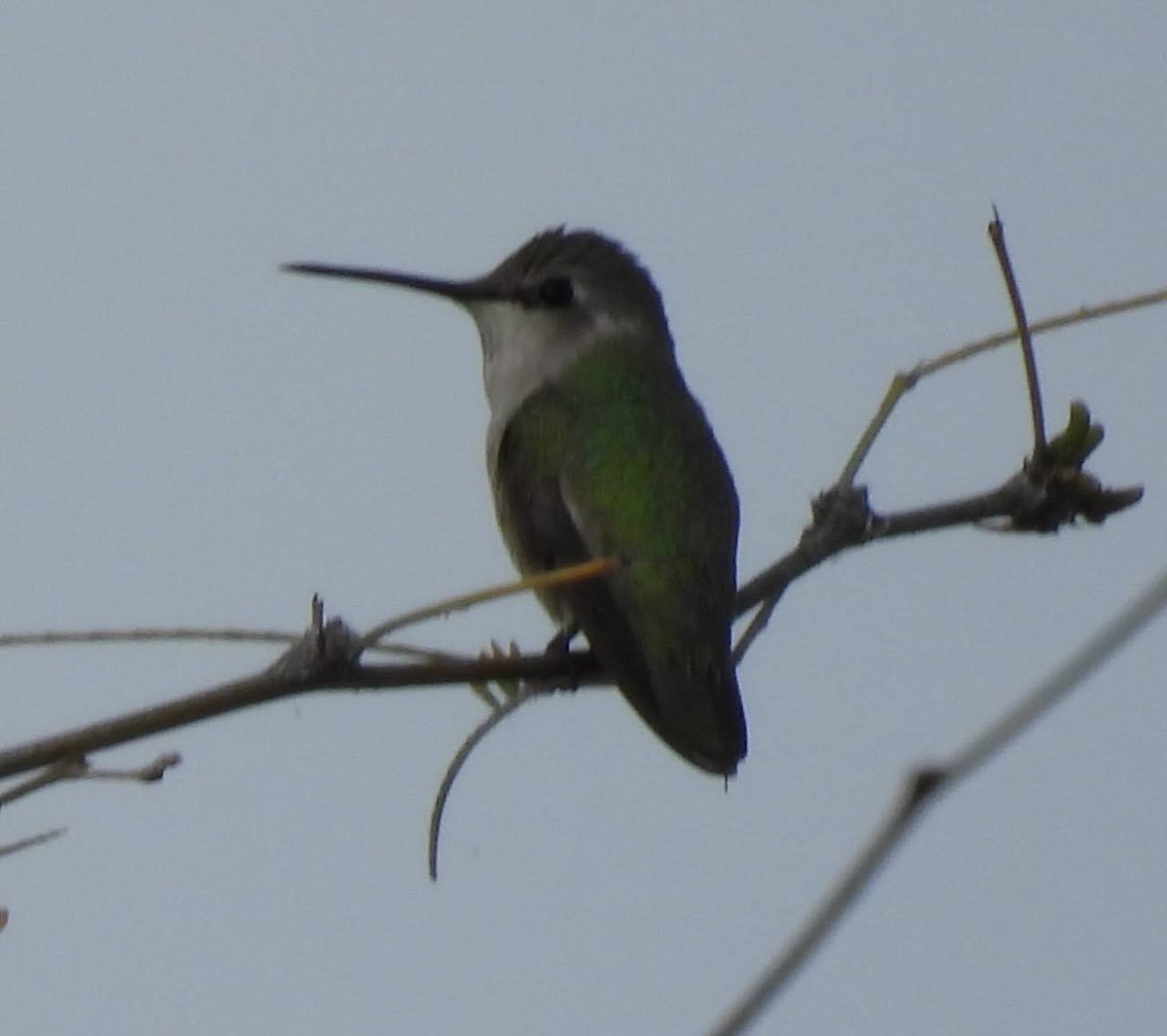 Costa's Hummingbird - ML615800457