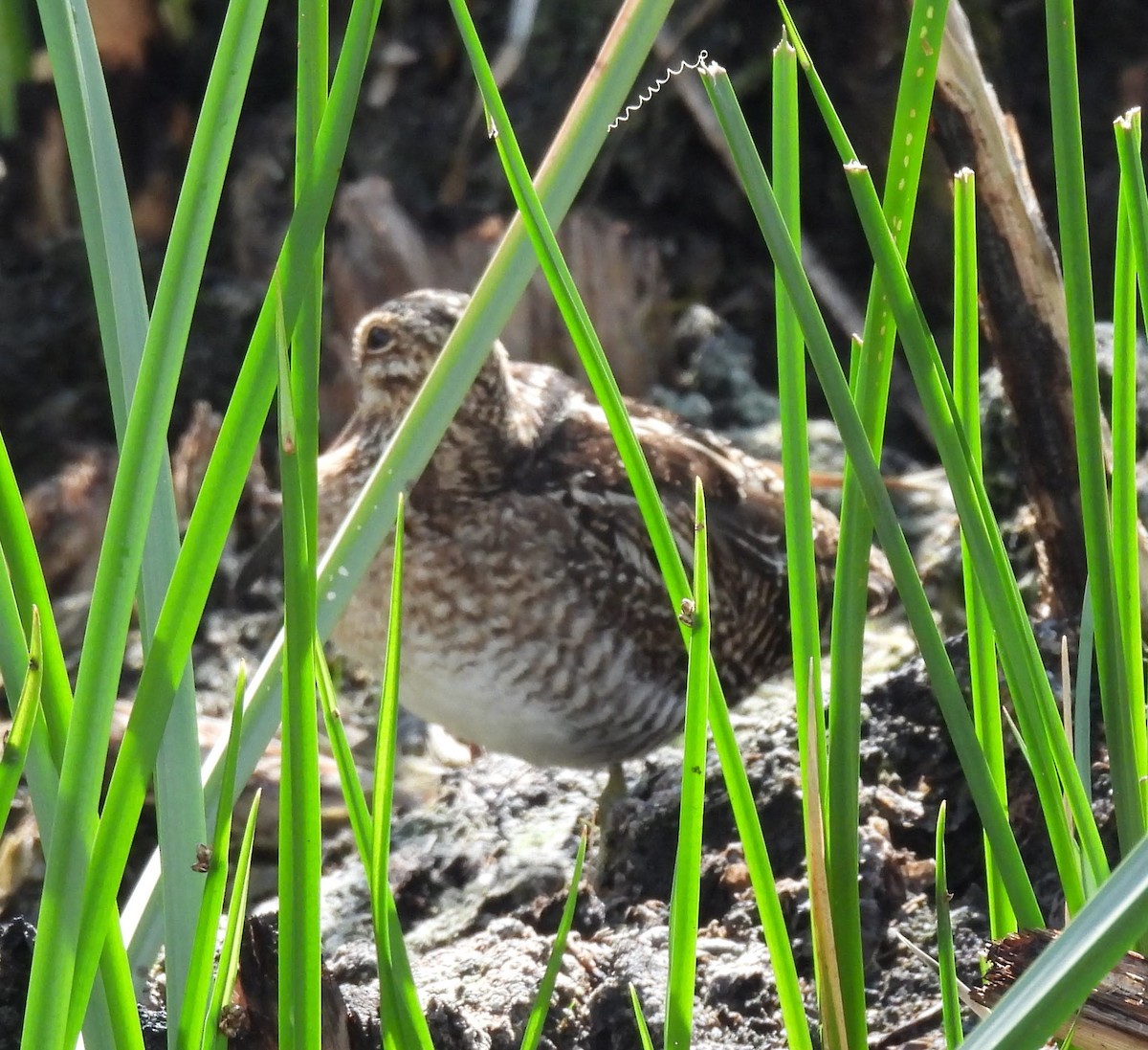 Wilson's Snipe - ML615800491