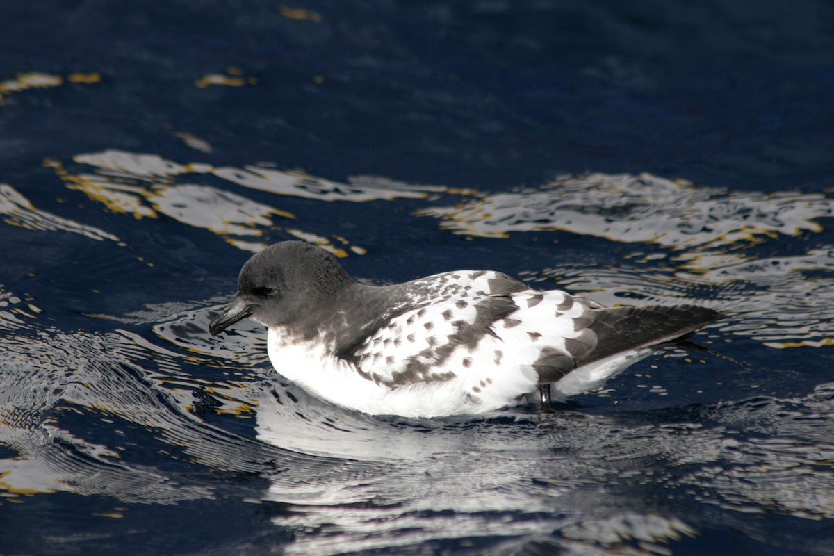 Cape Petrel - ML61580051