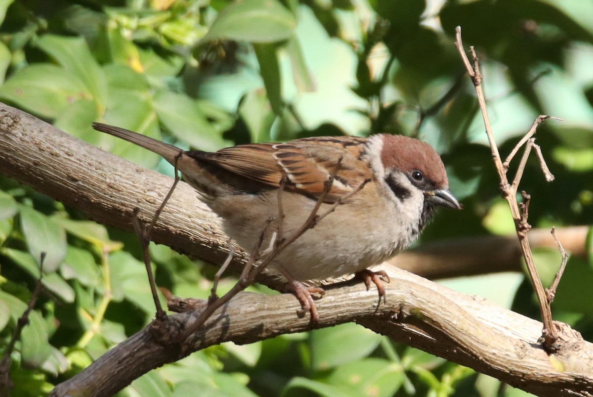 Eurasian Tree Sparrow - ML615800578