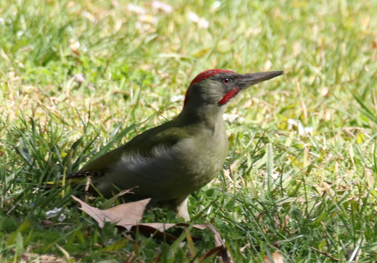 Iberian Green Woodpecker - ML615800604